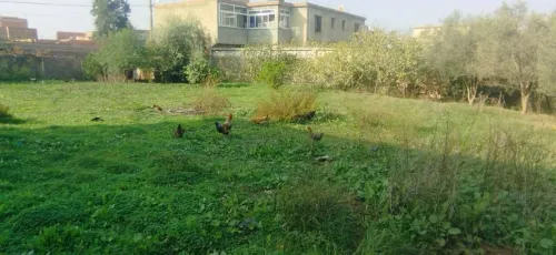 Vente Terrain Boumerdès Ouled hedadj