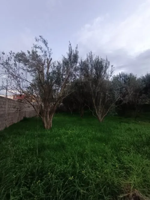 Vente Terrain Boumerdès Ouled hedadj
