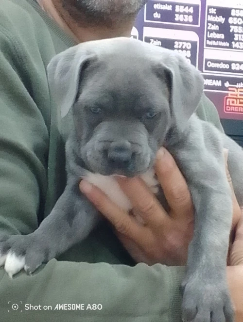 chien cane corso