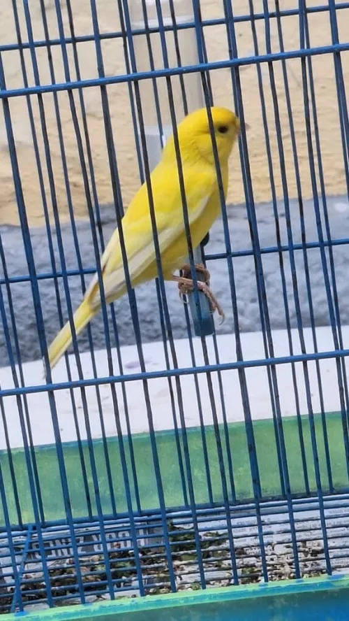 Canari porteure loutinou