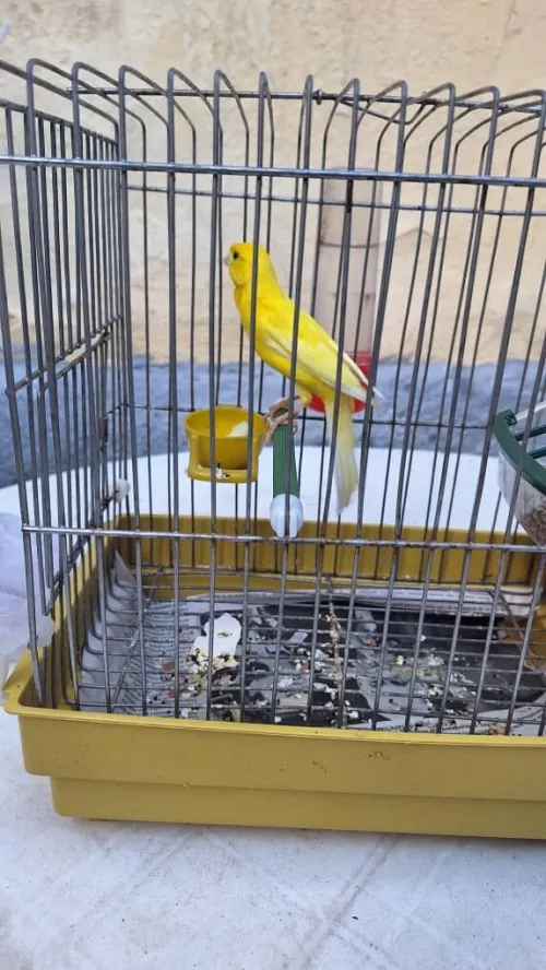 Canari jone