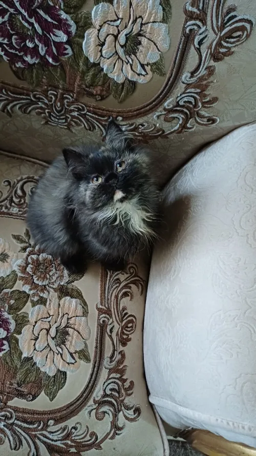 persan female pure race