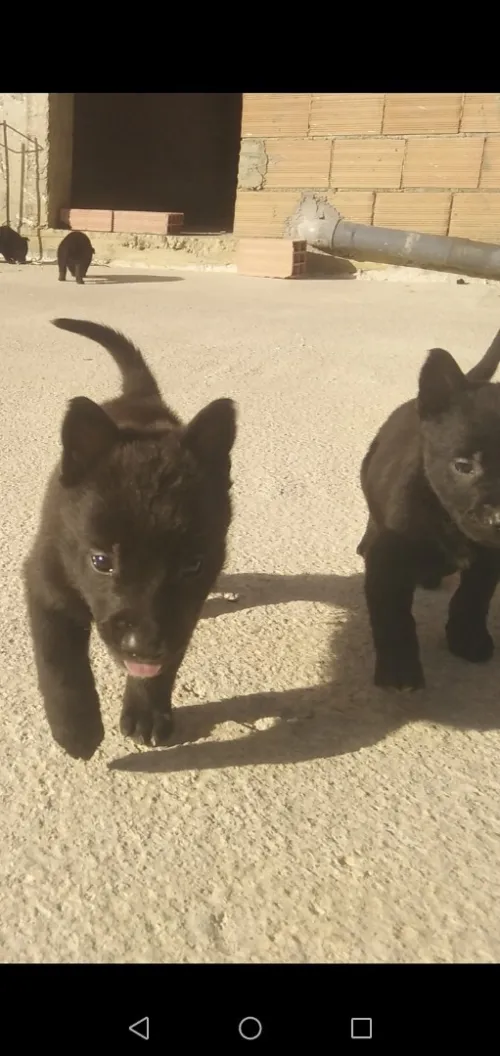 Malinois 
