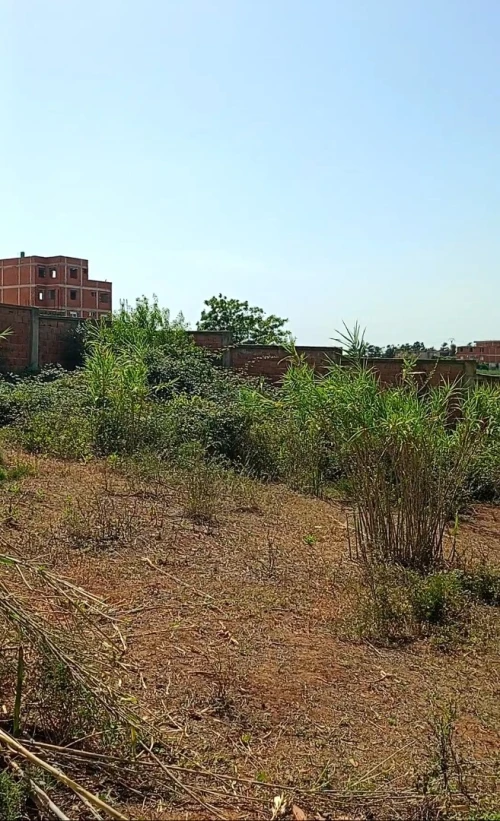 Vente Terrain Alger Saoula