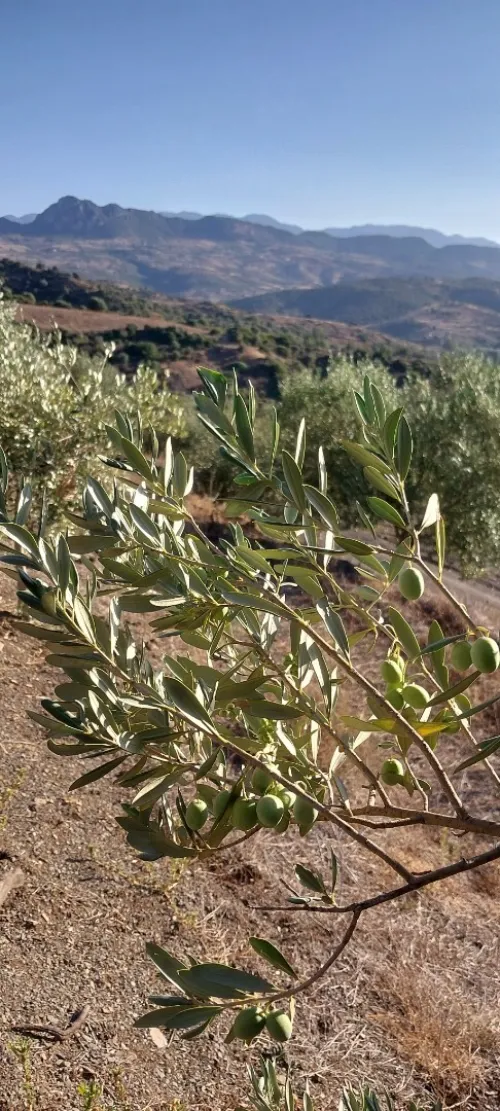 Vente Terrain Agricole Tipaza Cherchell
