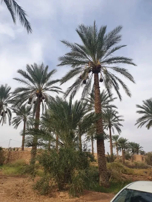 Vente Terrain Agricole Ouled Djellal Ouled Djellal