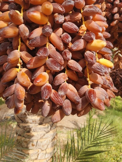 Vente Terrain Agricole Ouled Djellal Ouled Djellal
