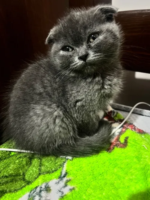 Scottish fold male