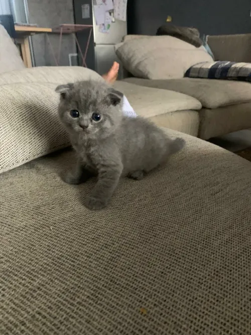 Scottish fold male