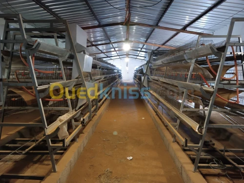 بطارية دجاج pondeuse poulet 4800