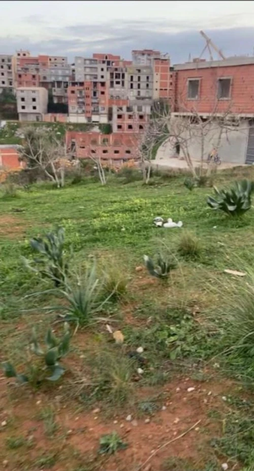 Vente Terrain Alger Saoula