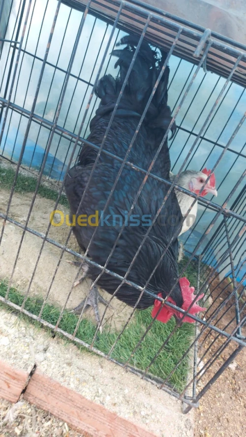 دجاج للبيع براهما و اوسترالوب و فيومي بياظ