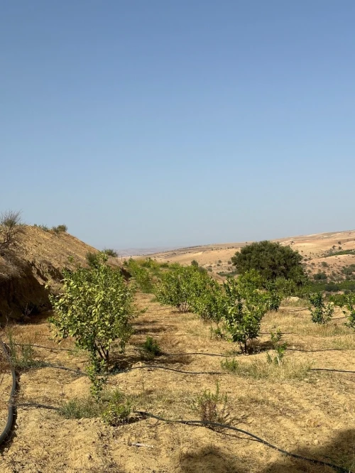 Vente Terrain Agricole Tlemcen Tlemcen