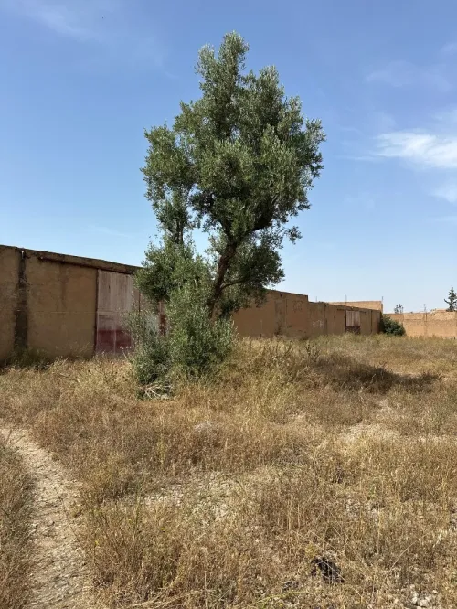 Vente Terrain Tlemcen Tlemcen