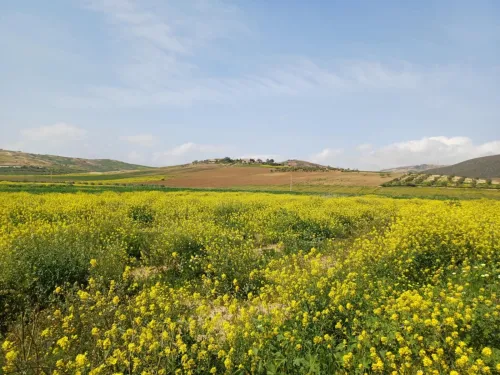 Vente Terrain Agricole Aïn Témouchent Oulhaca el gheraba