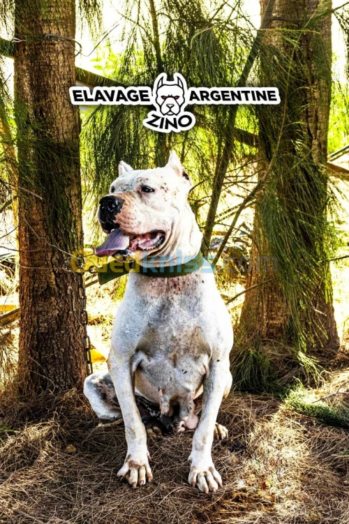 Dog Argentine