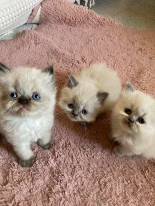 Chat persan pure race