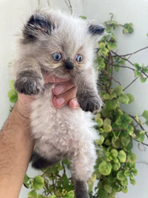 Chat persian himalayen 