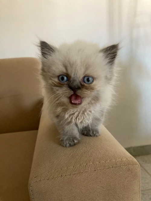 Chat persian himalayen 