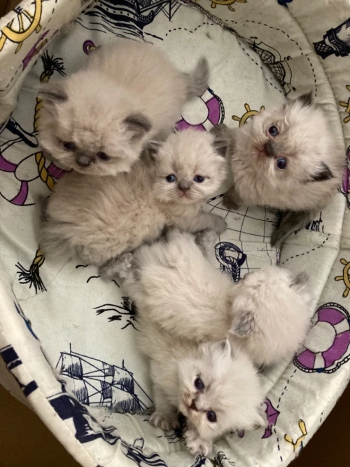 Chat persian himalayen 