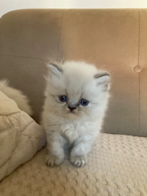 Chat persan pure race