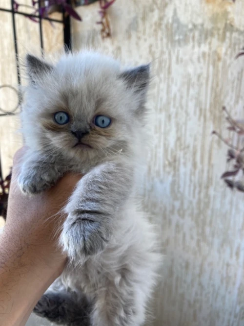 Chat persian himalayen 