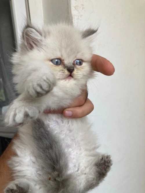Chat persian himalayen 