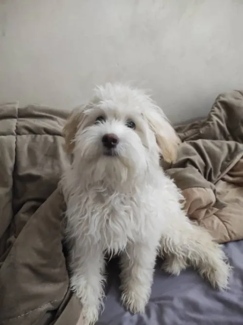 Caniche 