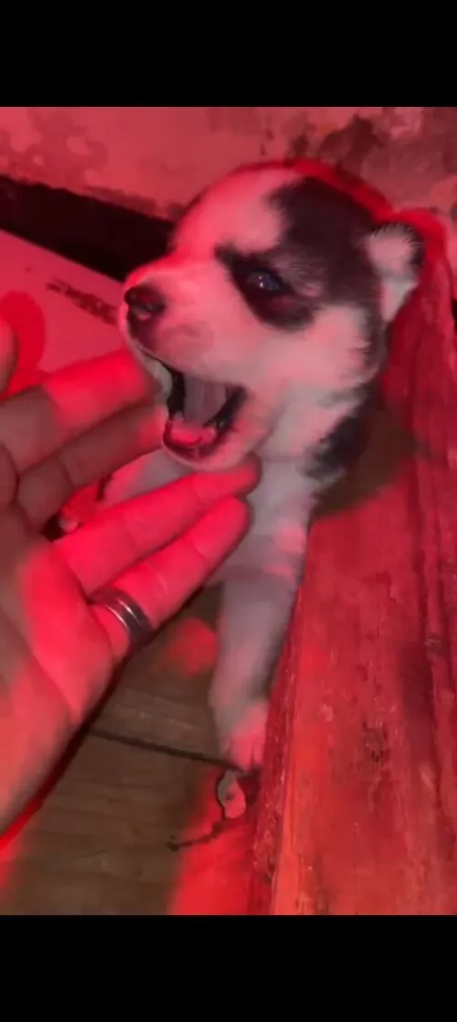 HUSKY SIBÉRIEN