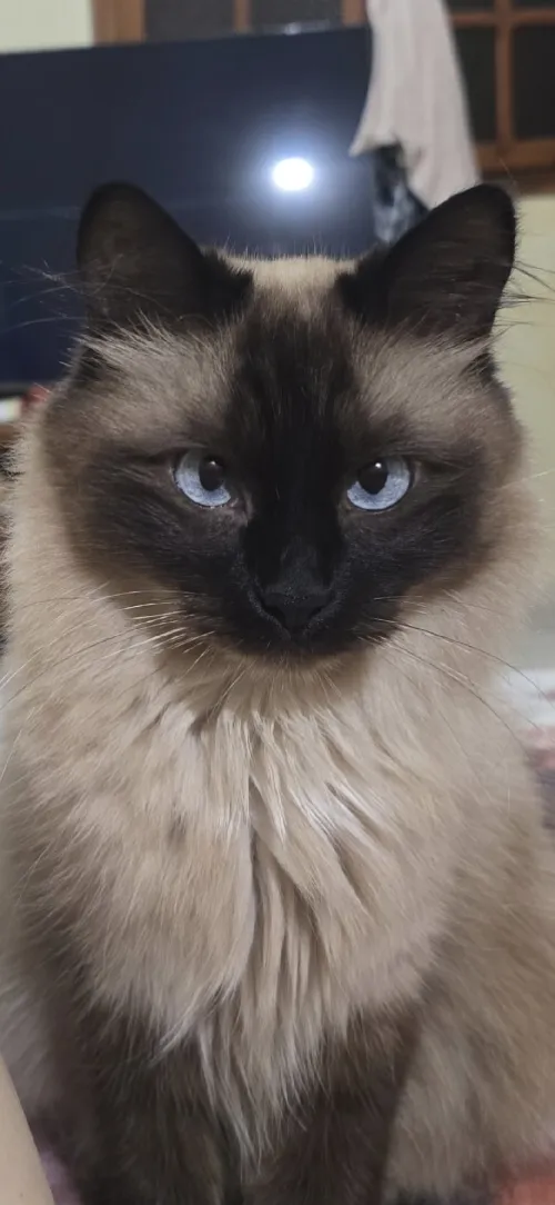 Chat pour adoption 