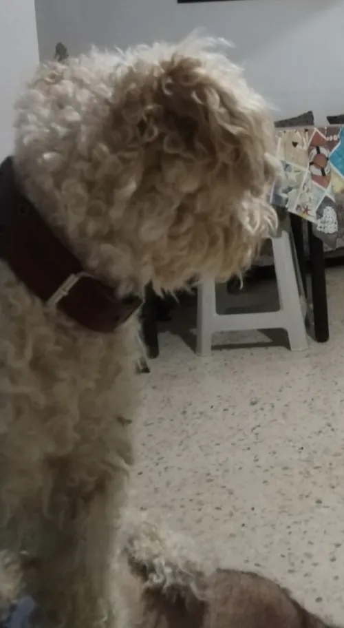 Caniche grande taille 
