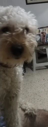 Caniche grande taille 