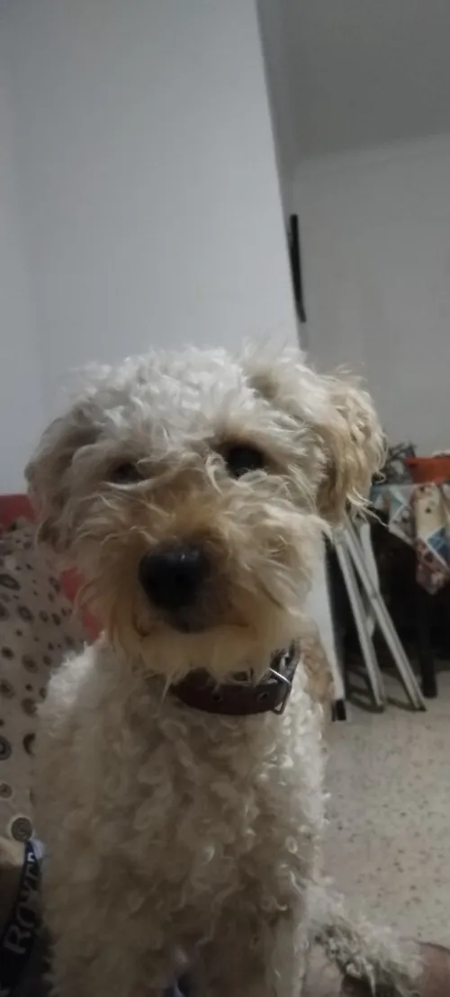 Caniche grande taille 