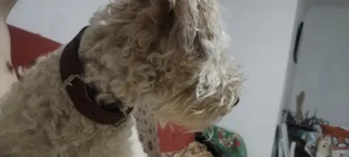 Caniche grande taille 