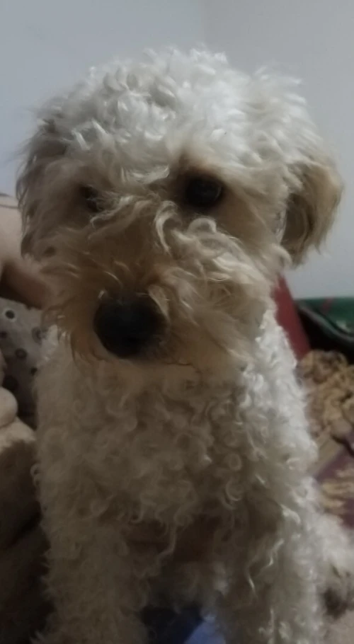 Caniche grande taille 