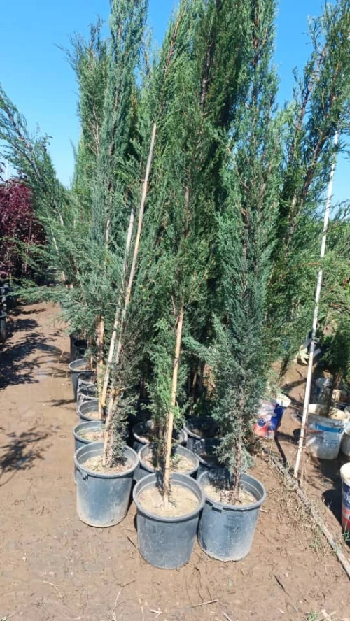 عشب طبيعي  gazon naturel  تقليم أشجار