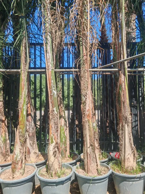 Aménagement extérieur espaces verts gazon