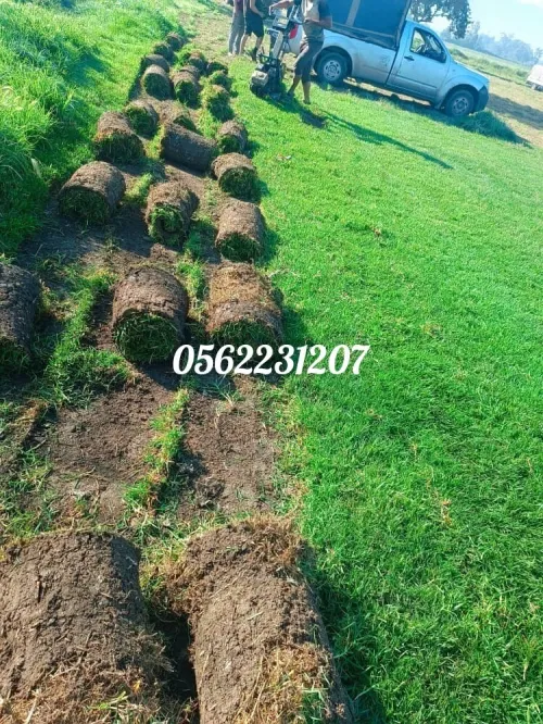 Gazon naturel Jardinage et nettoyage