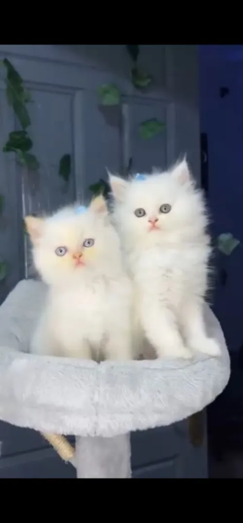 Magnifiques Chatons Blancs (2 Mâles) - 2 Mois