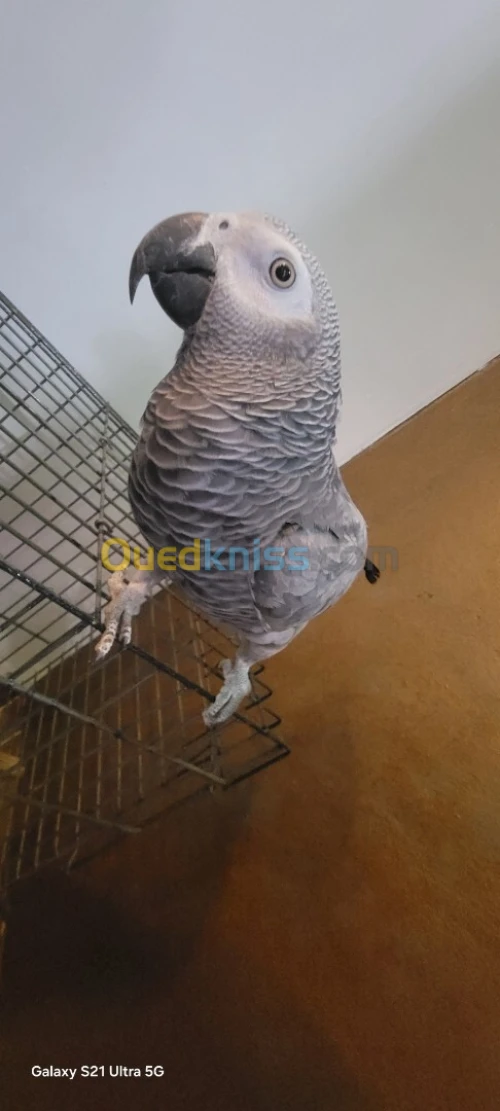 Perroquet gris de gabon ببغاء رمادي افريقي