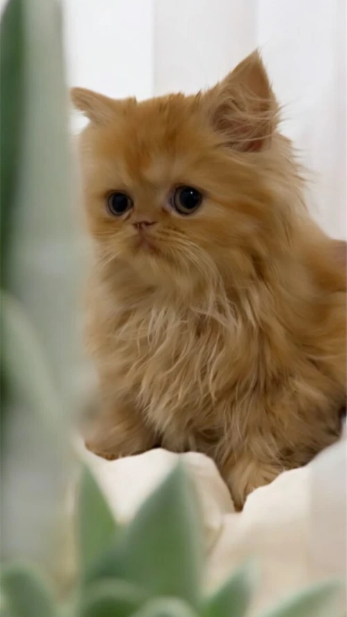 Vendre un chaton persan femelle 