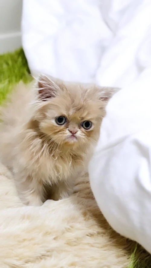 Vendre un chaton persan 