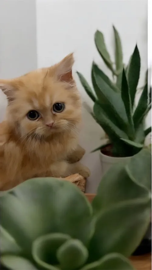 Vendre un chaton persan femelle 