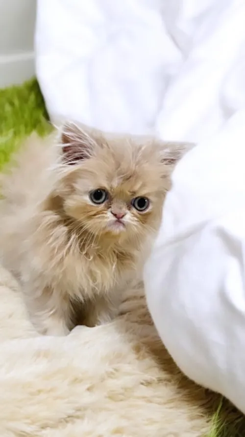 Vendre un chaton malle 