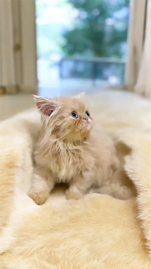 Vendre un chaton persan 