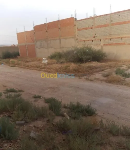 Vente Terrain Tlemcen Maghnia
