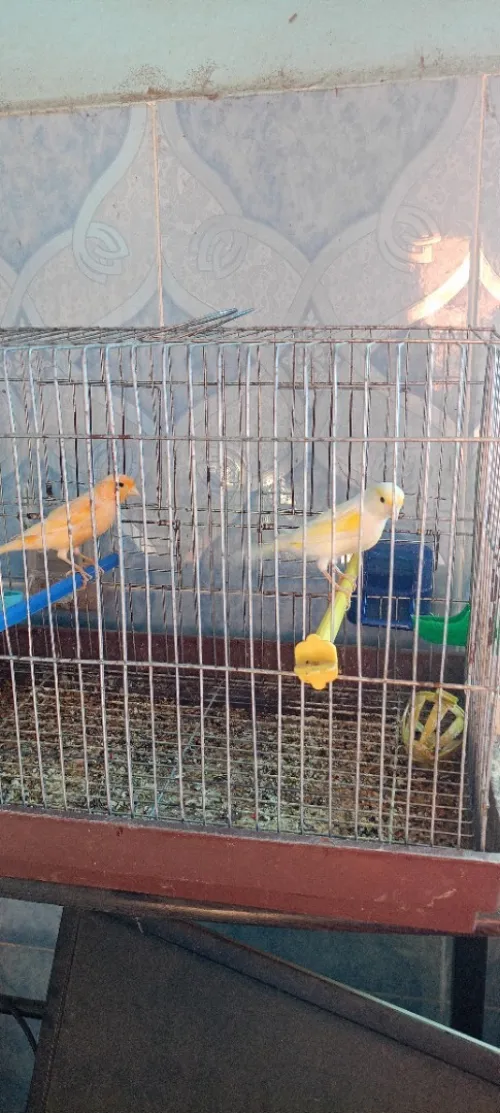 Canari