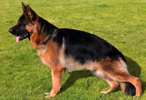 Berger Allemand