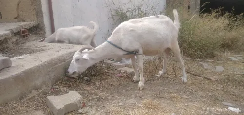 chèvre معزة
