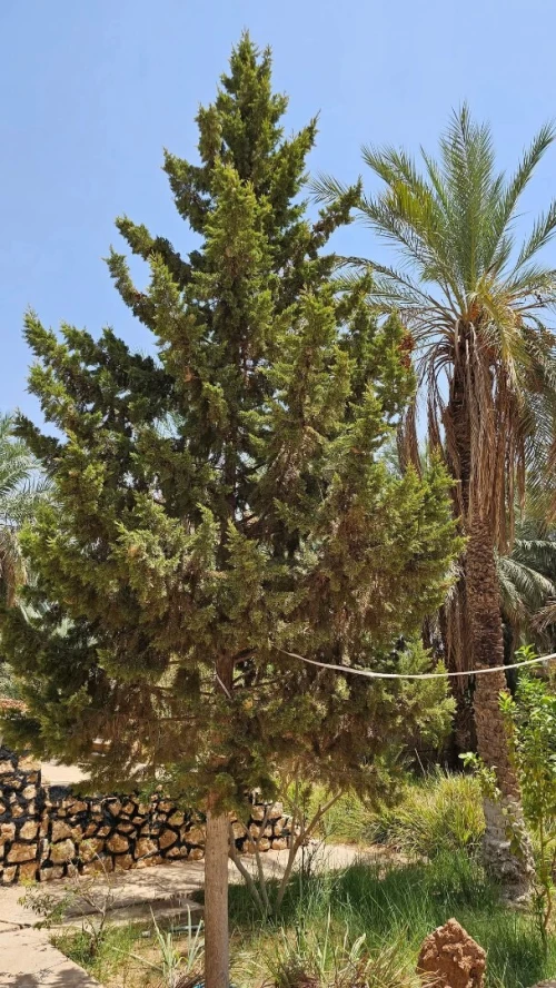 Vente Villa El Menia Hassi Gara